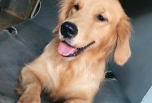 金毛配种-爱狗网