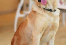 金毛图片-爱狗网