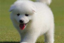 萨摩耶犬图片-爱狗网