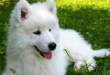 萨摩耶怎么养-爱狗网