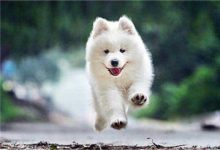 萨摩耶犬价格-爱狗网