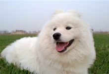 萨摩耶多少钱-爱狗网