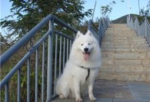 萨摩耶性格-爱狗网