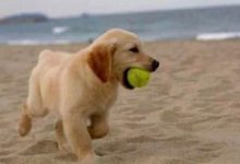 金毛猎犬-爱狗网