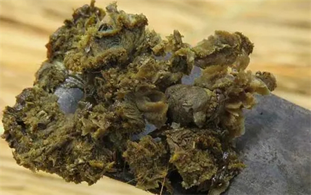 澳洲蜂胶的秘密