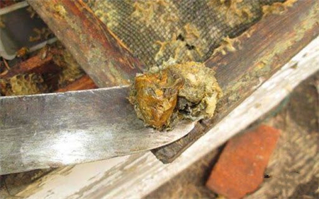 澳洲蜂胶的秘密