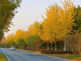 绿化树种类大全