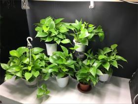 吸甲醛用什么绿化