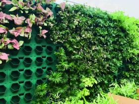 垂直绿化是什么