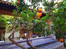 庭院栽什么树好